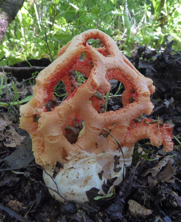 Clathrus ruber - Phallaceae